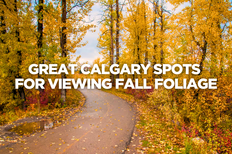 if you’re in the mood for treating your senses with the colours of the season, make sure you check out the following spots – while you can!